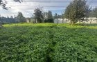 Объект №97560674